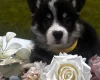 Welsh Corgi Pembroke