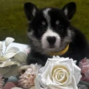 Welsh Corgi Pembroke