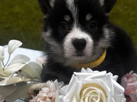Welsh Corgi Pembroke