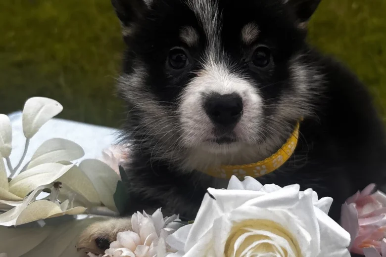 Welsh Corgi Pembroke