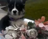 Welsh Corgi Pembroke