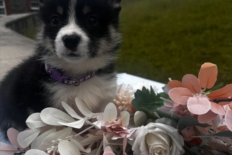 Welsh Corgi Pembroke