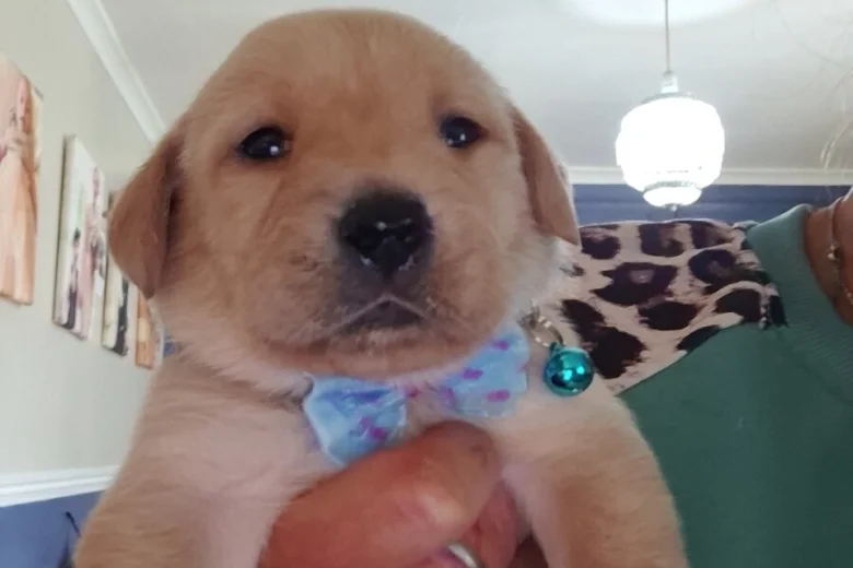 Labrador Retriever