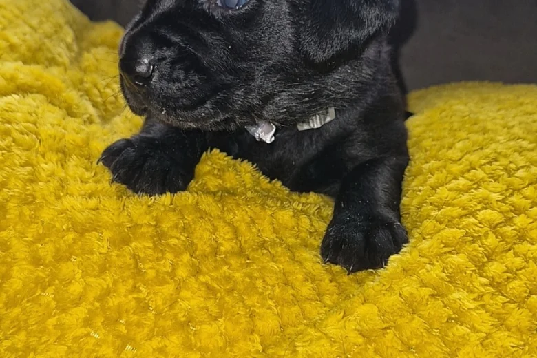 Labrador Retriever