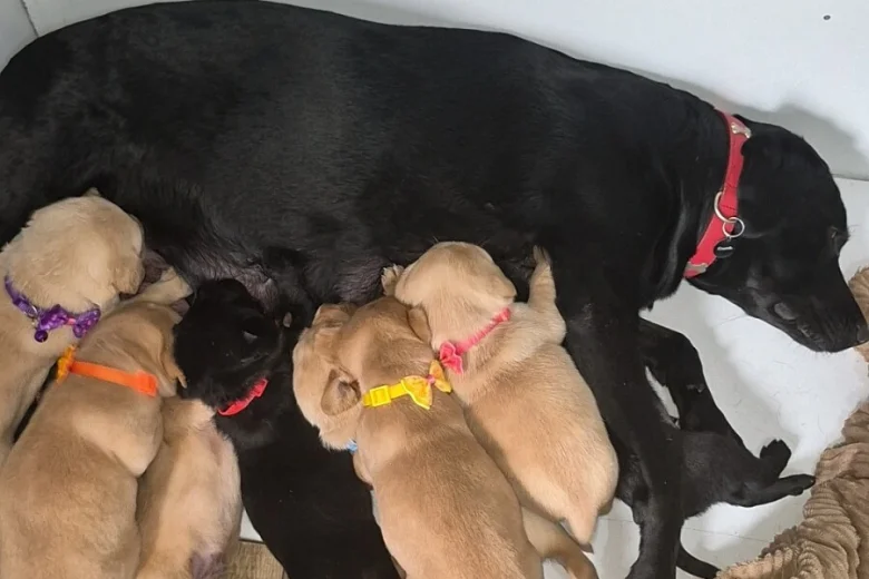 Labrador Retriever