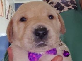 Labrador Retriever