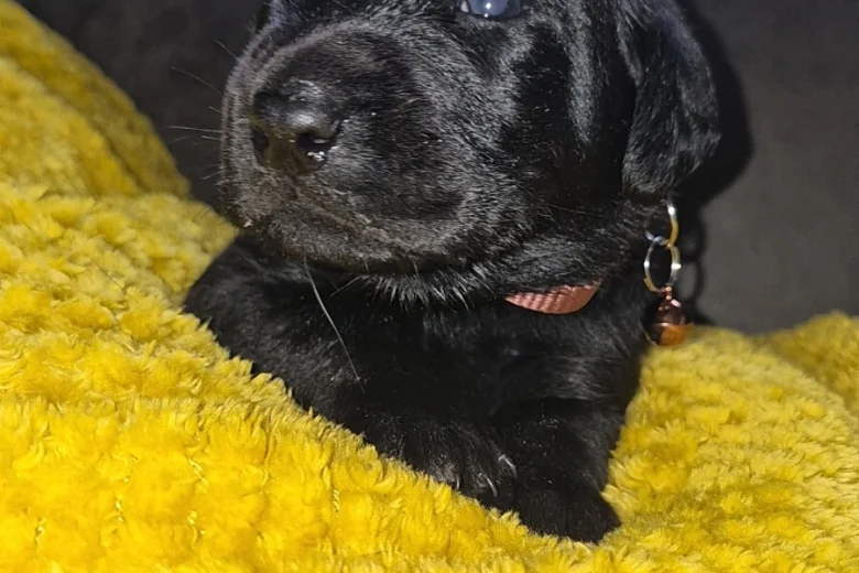 Labrador Retriever