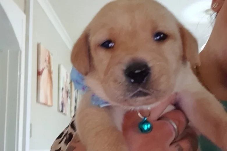 Labrador Retriever