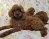 Toy Poodle
