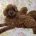 Toy Poodle