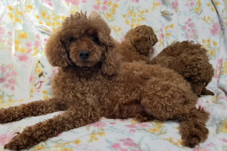 Toy Poodle