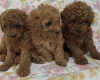 Toy Poodle