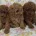 Toy Poodle