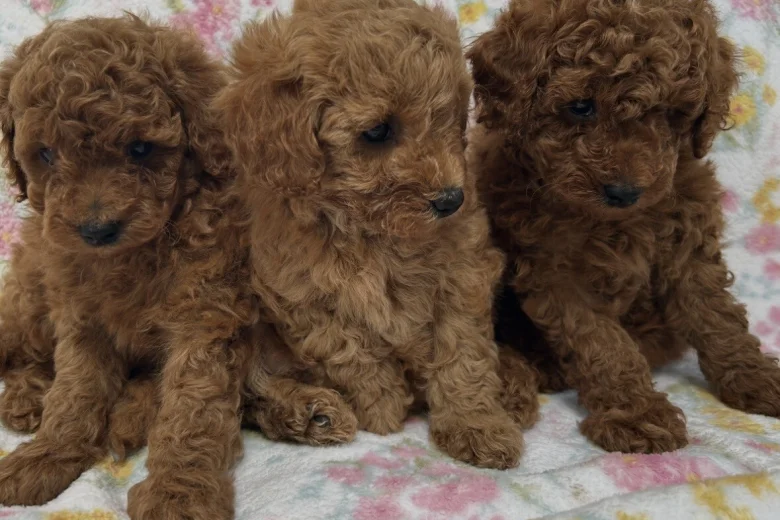 Toy Poodle