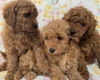 Toy Poodle