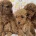 Toy Poodle
