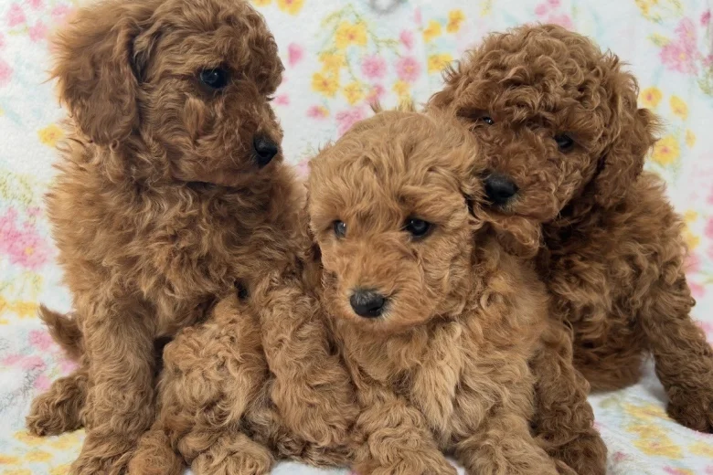 Toy Poodle