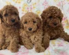 Toy Poodle