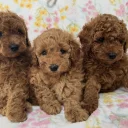 Toy Poodle