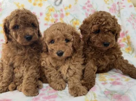 Toy Poodle