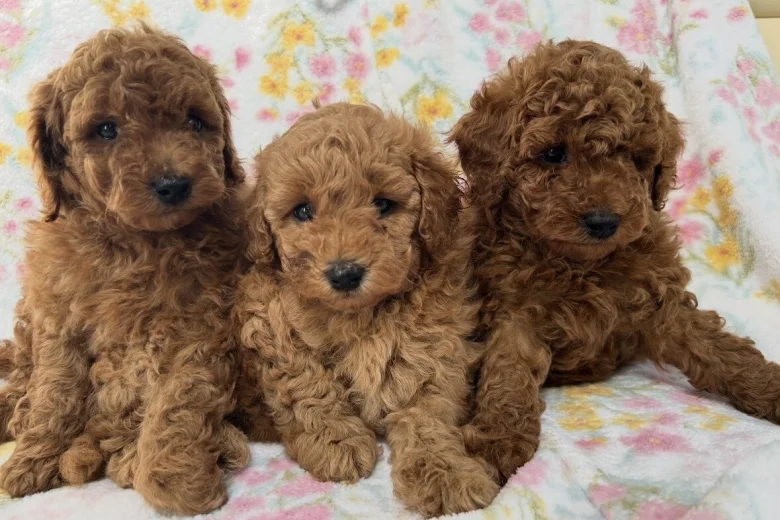 Toy Poodle