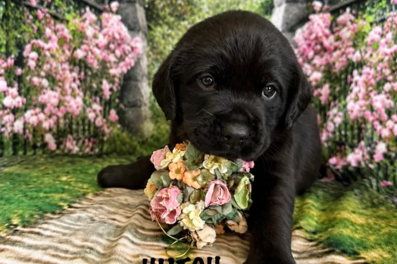 Labrador Retriever