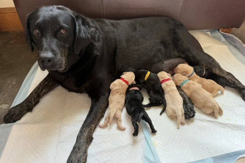 Labrador Retriever