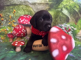 Labrador Retriever