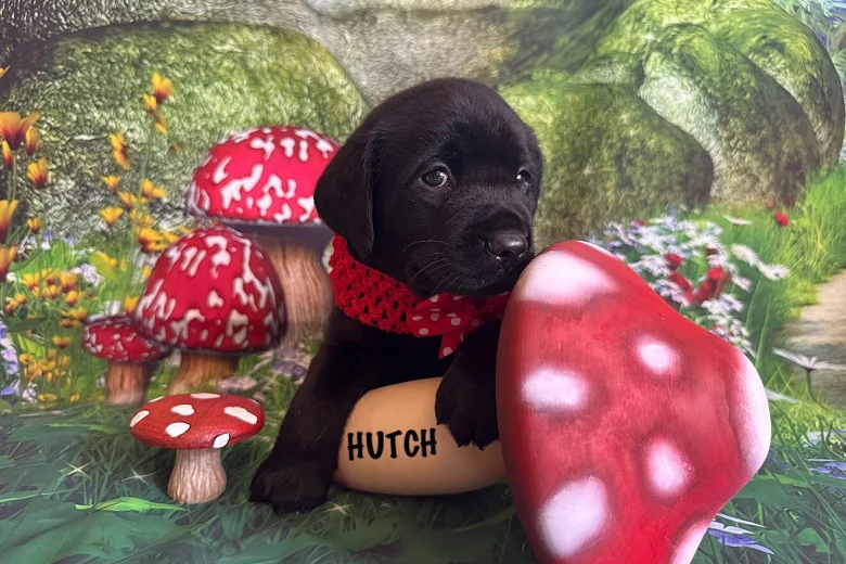 Labrador Retriever