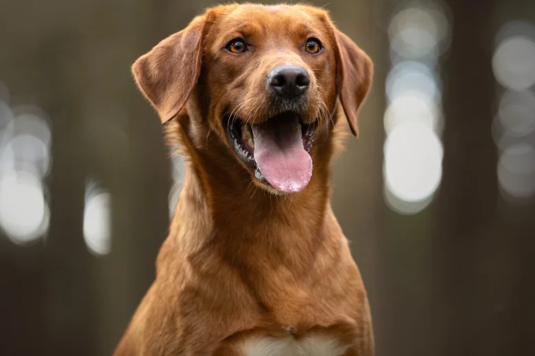Labrador Retriever