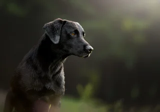 Stud