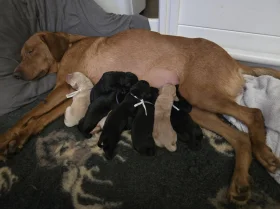 Labrador Retriever