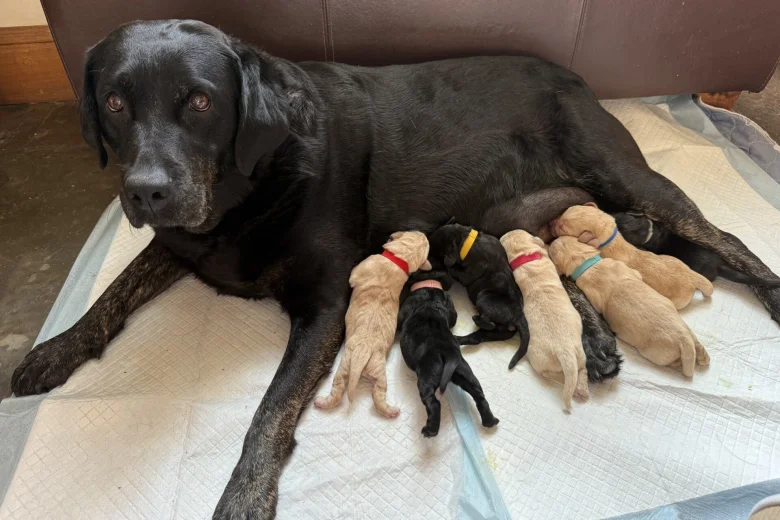 Labrador Retriever