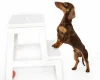 Dachshund (Miniature Smooth Haired)