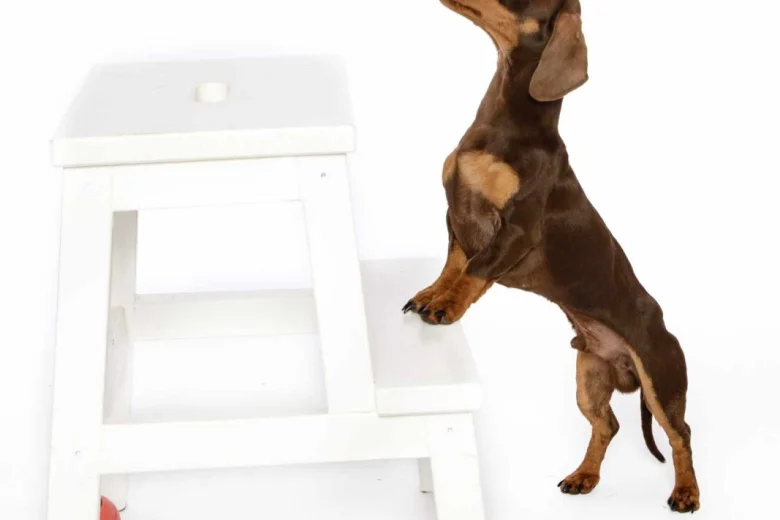 Dachshund (Miniature Smooth Haired)