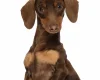 Dachshund (Miniature Smooth Haired)