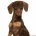 Dachshund (Miniature Smooth Haired)