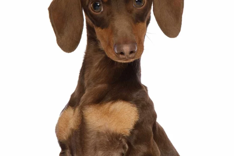 Dachshund (Miniature Smooth Haired)