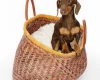 Dachshund (Miniature Smooth Haired)