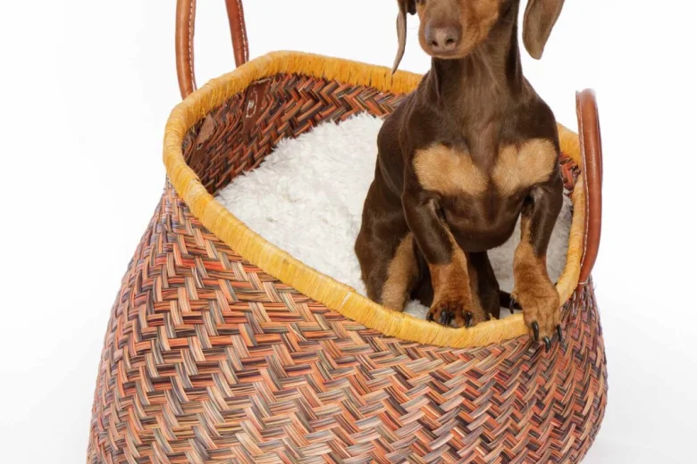 Dachshund (Miniature Smooth Haired)
