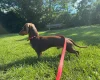 Dachshund (Miniature Smooth Haired)