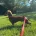 Dachshund (Miniature Smooth Haired)