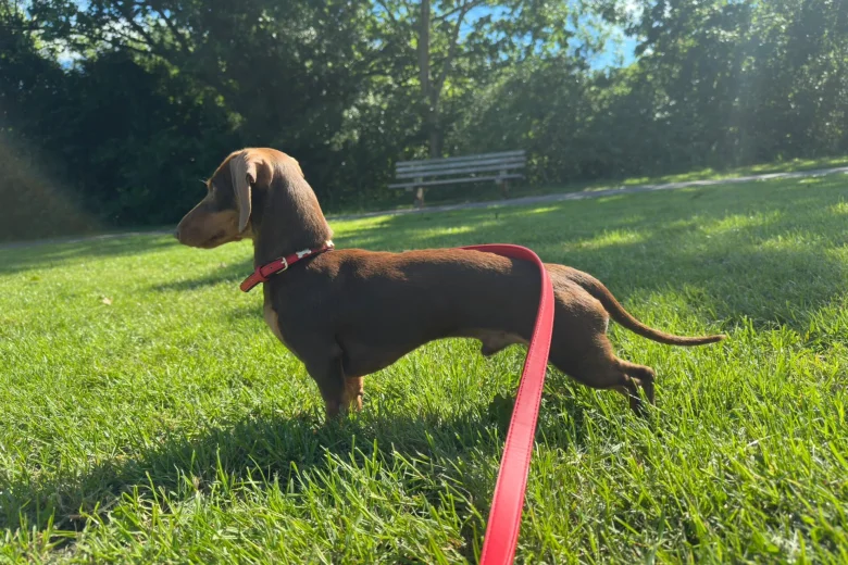 Dachshund (Miniature Smooth Haired)