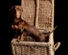 Dachshund (Miniature Smooth Haired)