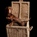 Dachshund (Miniature Smooth Haired)