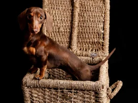 Dachshund (Miniature Smooth Haired)