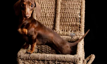 Dachshund (Miniature Smooth Haired)
