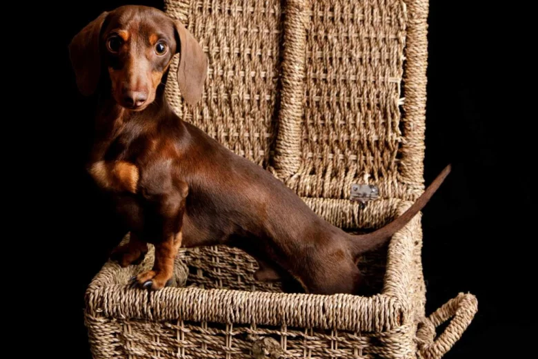 Dachshund (Miniature Smooth Haired)