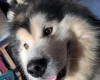 Alaskan Malamute