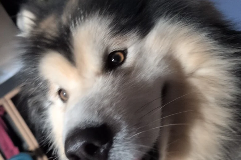 Alaskan Malamute
